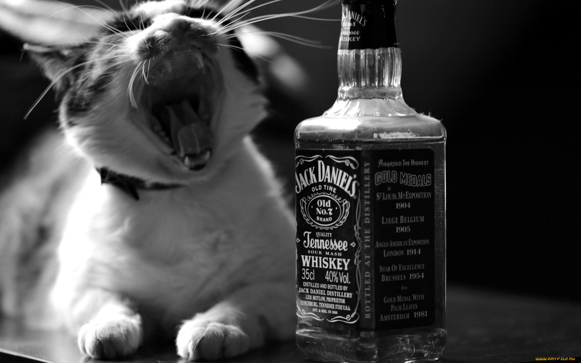 , jack daniel`s, , 